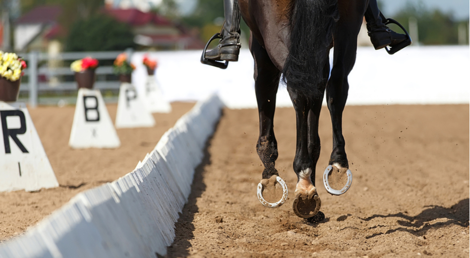 Dressage Insurance
