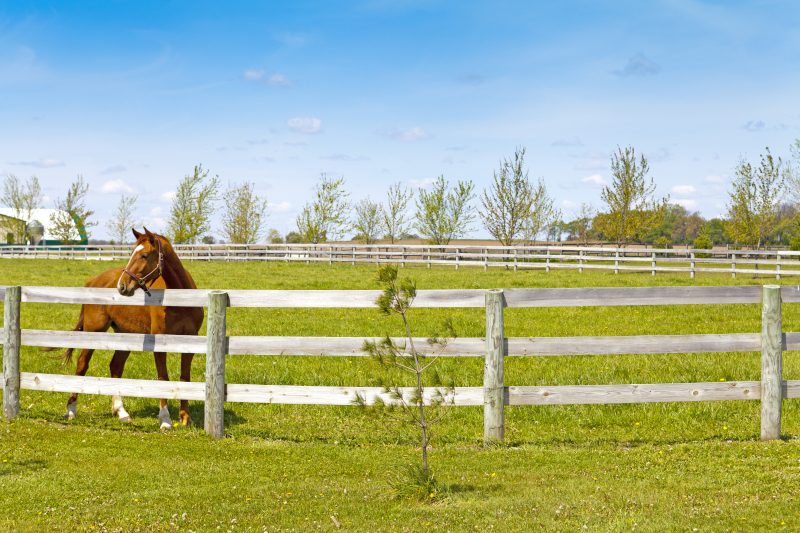 Horse Fencing